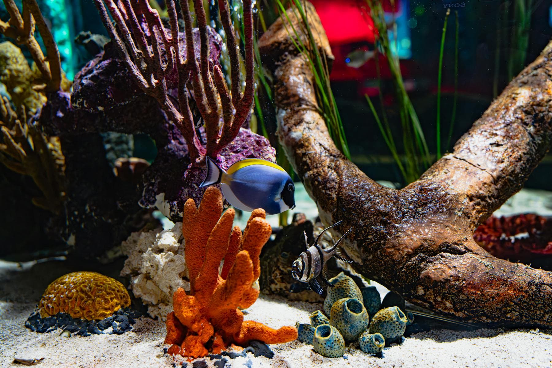 A mature reef aquarium with corals under bright reef lighting.