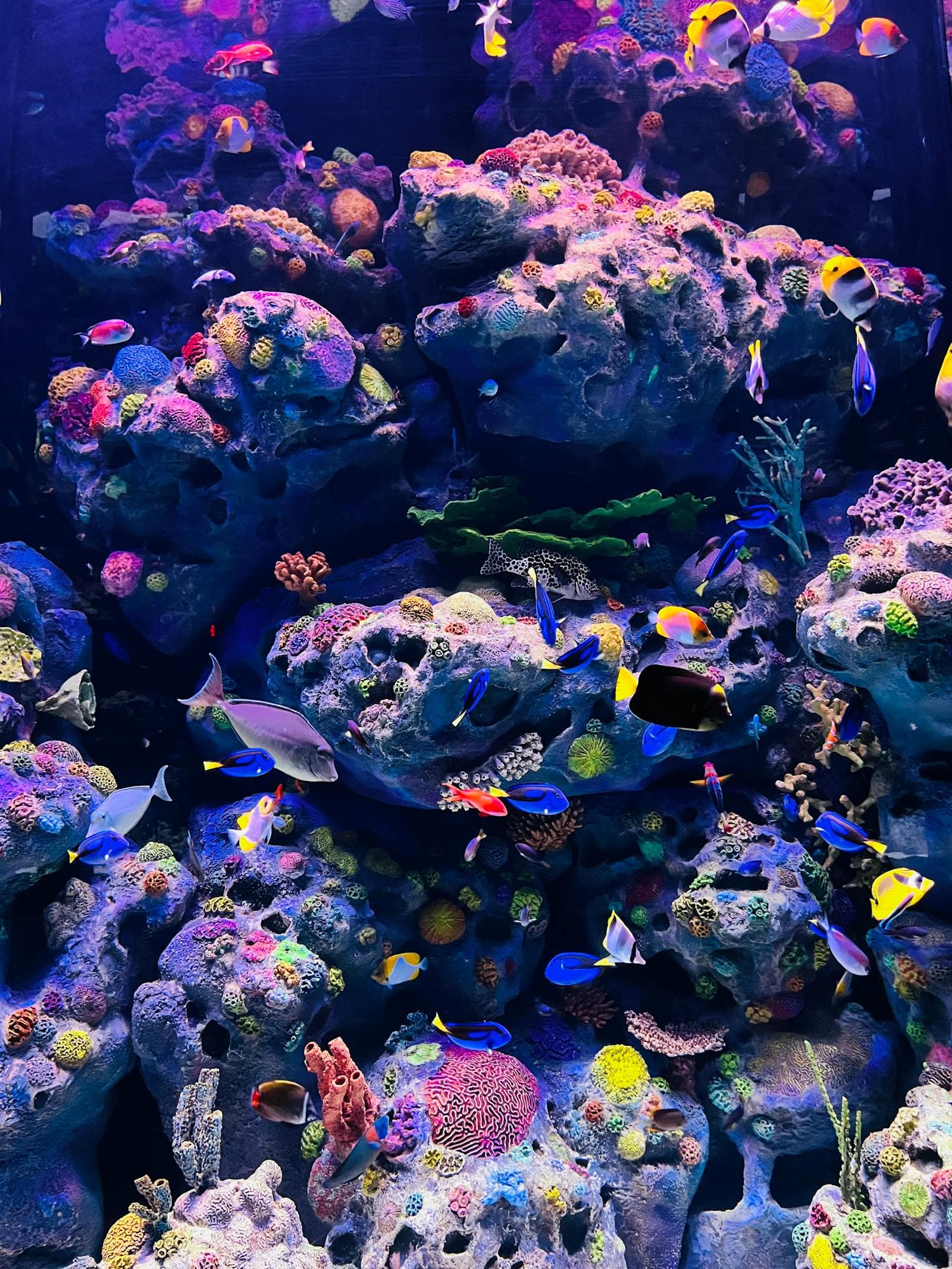 A small mixed reef aquarium with colorful coral and tropical fish under reef lighting.