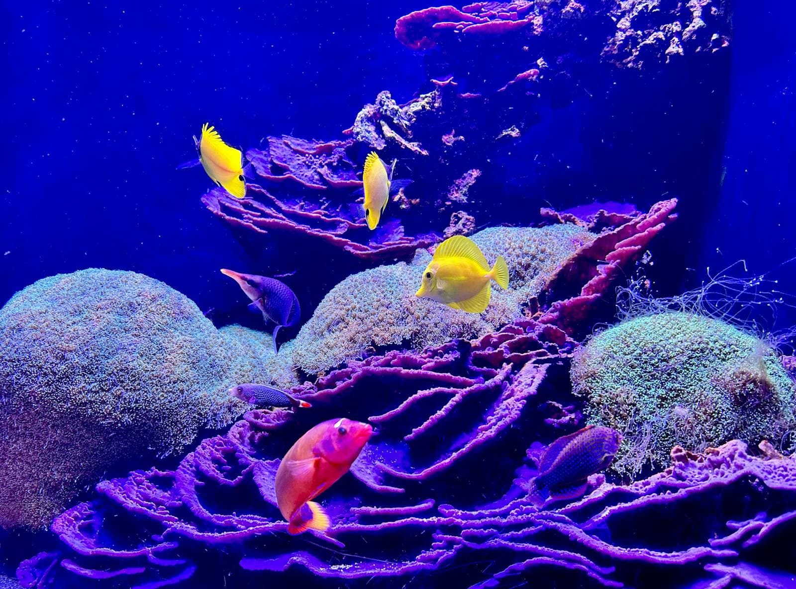 A vibrant reef aquarium showing the tank, livestock, and surrounding equipment.