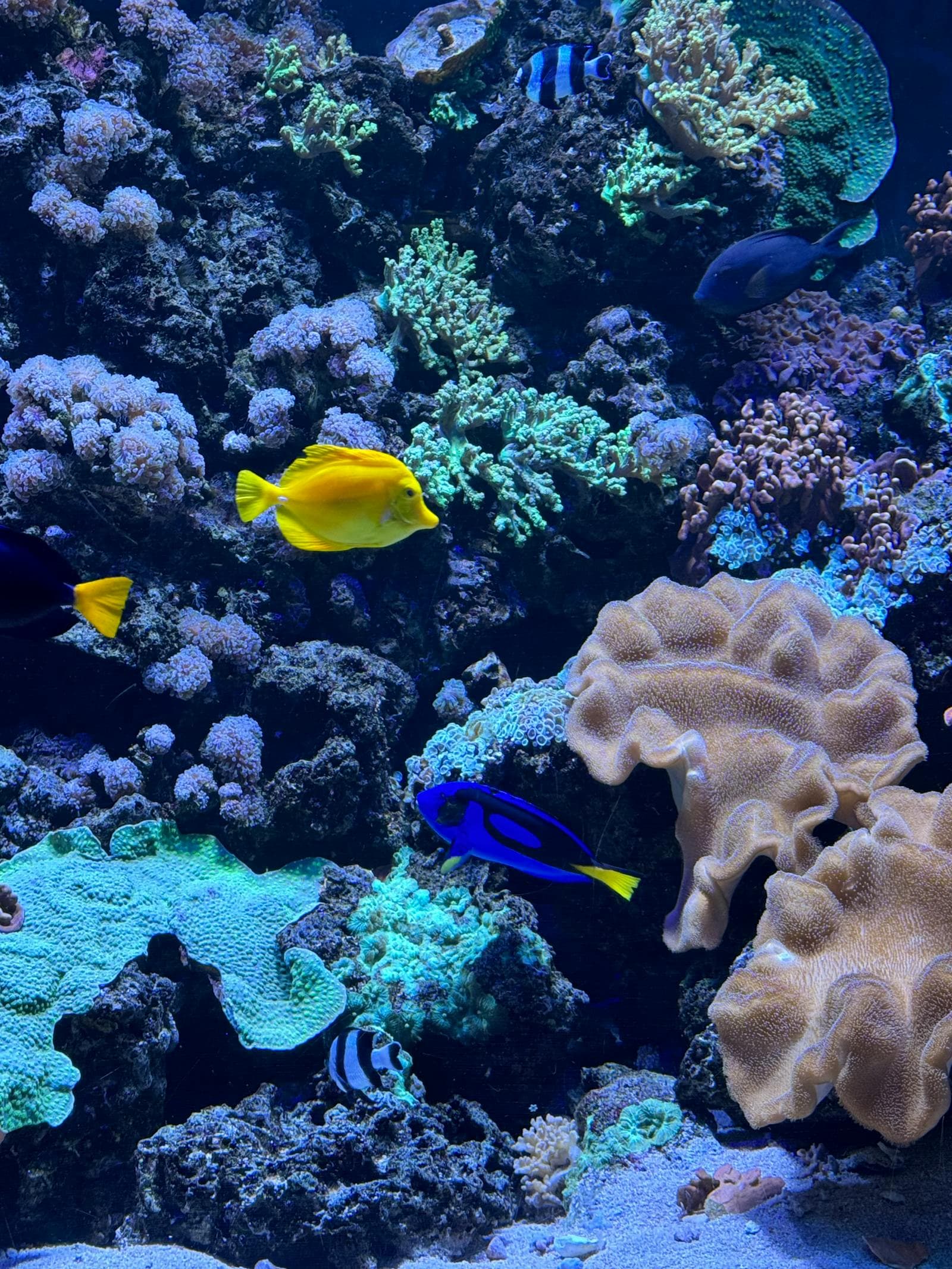 A reef aquarium with active filtration and fish, used as a visual context for protein skimmer sizing.