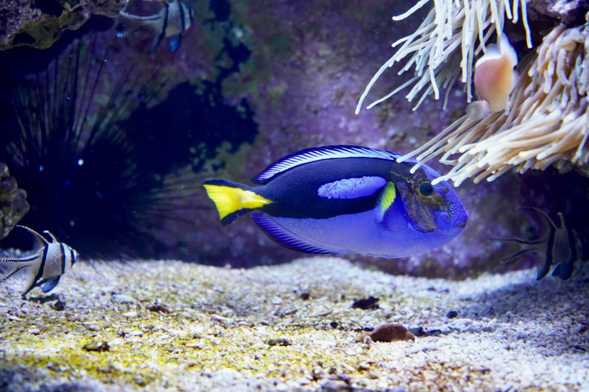 Blue tang swimming over rockwork in a fish-forward saltwater aquarium