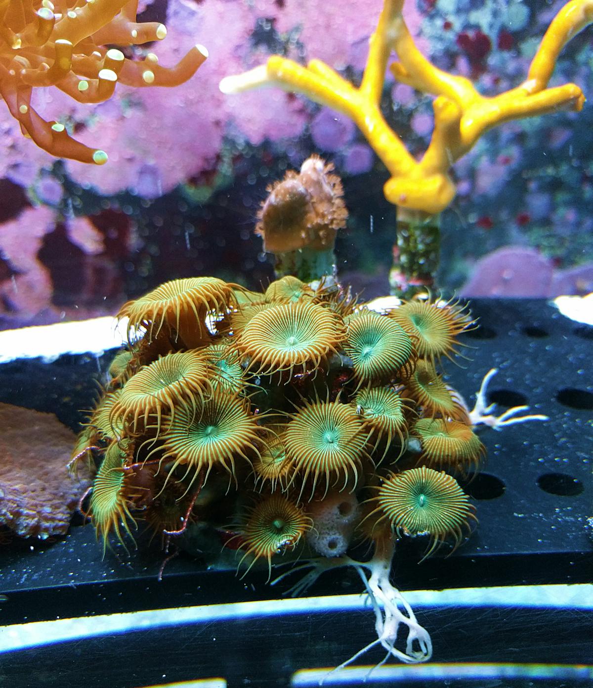Coral frags growing on a frag rack in a reef aquarium